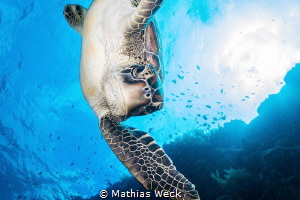 Sea turtle near Bunaken Island by Mathias Weck 